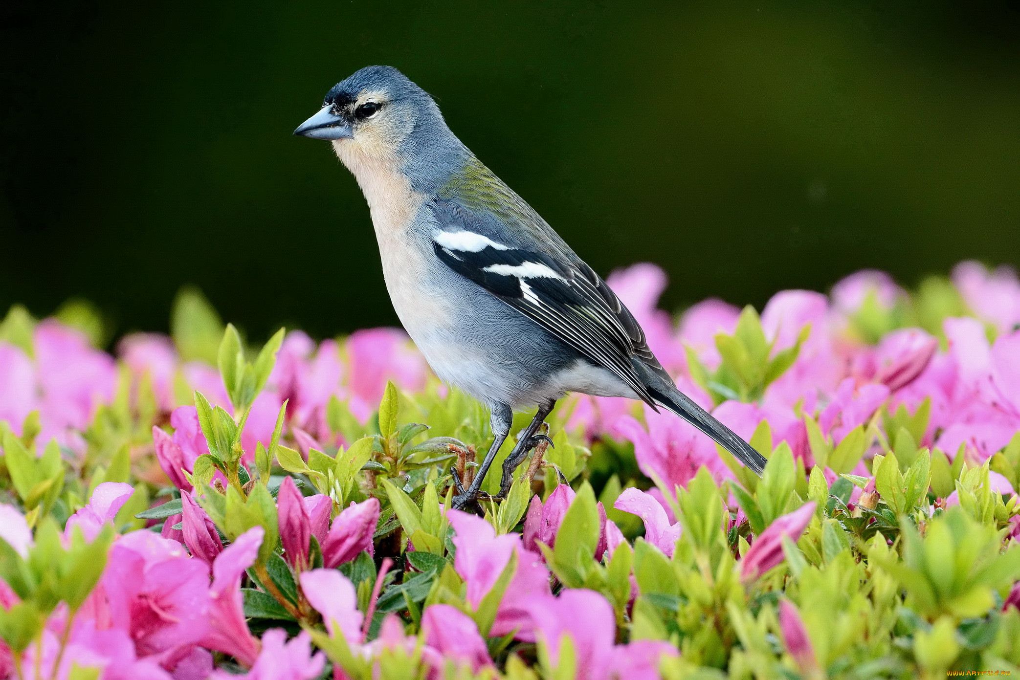 , , fringilla, coelebs, moreletti, , , , azores, chaffinch, , , , , , 
